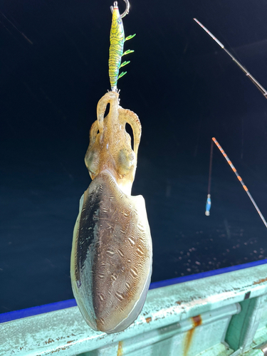 コウイカの釣果