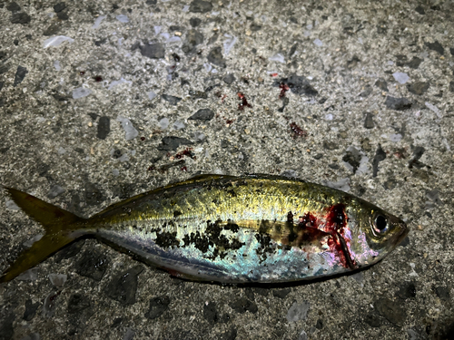 マアジの釣果