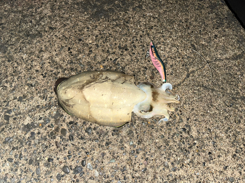 モンゴウイカの釣果