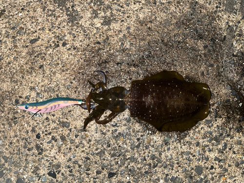 アオリイカの釣果