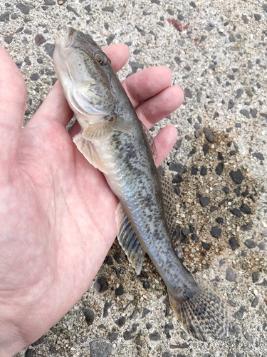 マハゼの釣果