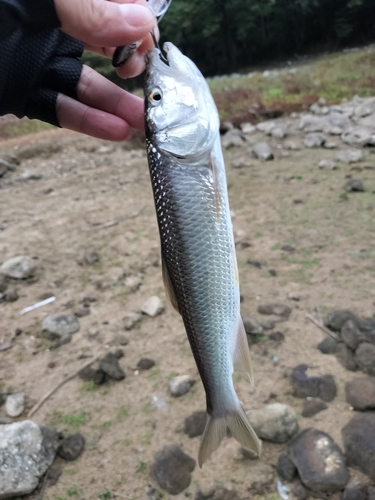 ハスの釣果