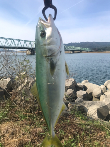 イナダの釣果