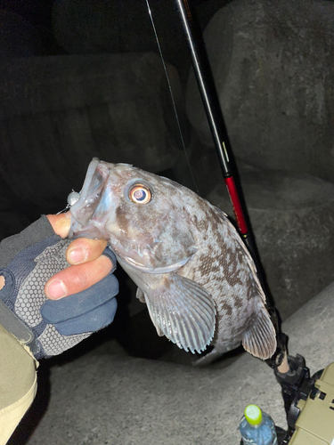 クロソイの釣果