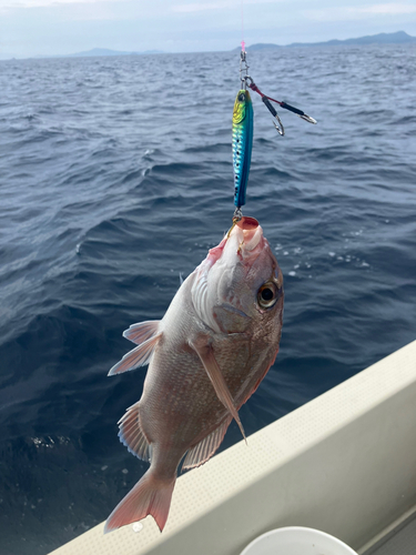 マダイの釣果