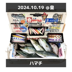 ハマチの釣果