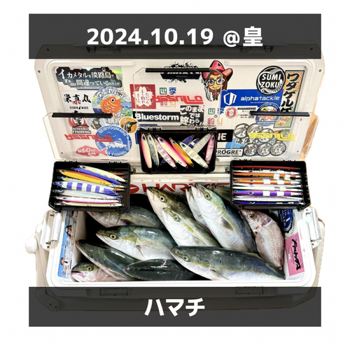 ハマチの釣果