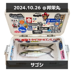 サゴシの釣果