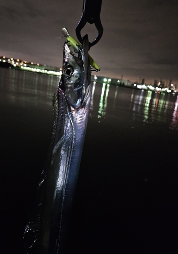 タチウオの釣果