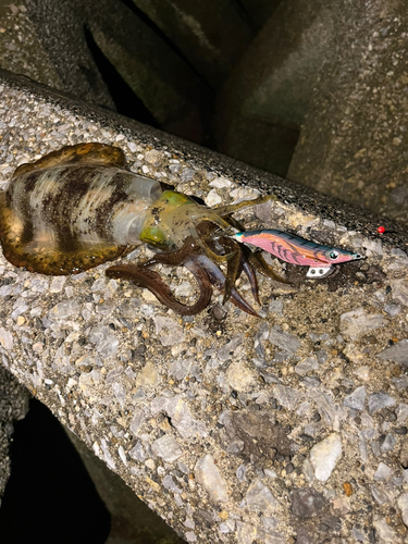 アオリイカの釣果