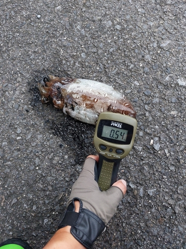 コウイカの釣果