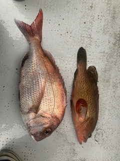 マダイの釣果