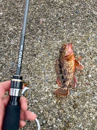 ガシラの釣果