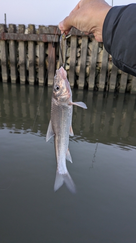 ニゴイの釣果