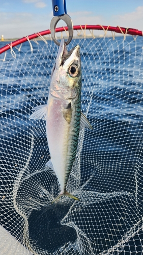 サバの釣果