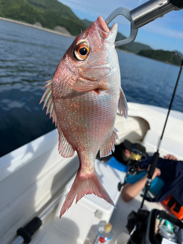 タイの釣果