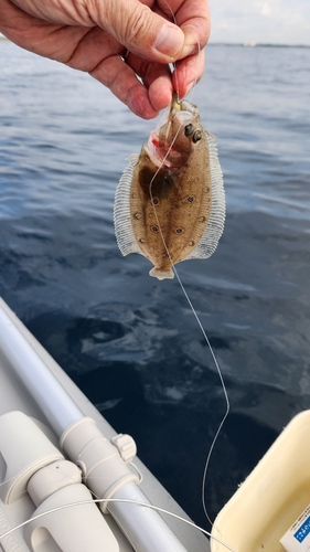 ガンゾウビラメの釣果