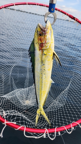 シイラの釣果