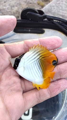 チョウチョウウオの釣果