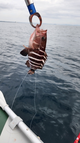 マハタの釣果