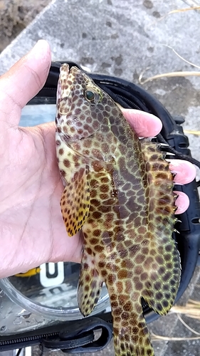 カンモンハタの釣果