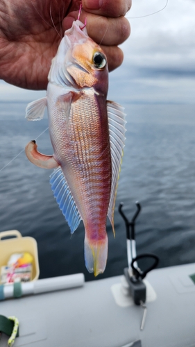 アマダイの釣果