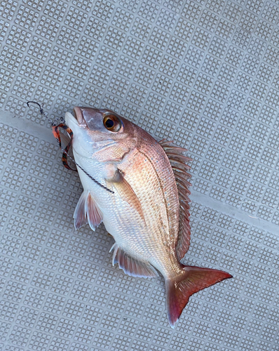 マダイの釣果