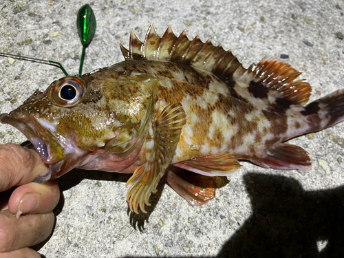 ガシラの釣果