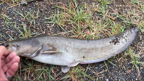 ナマズの釣果