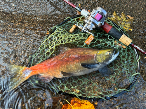 ヒメマスの釣果