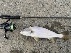 ニベの釣果