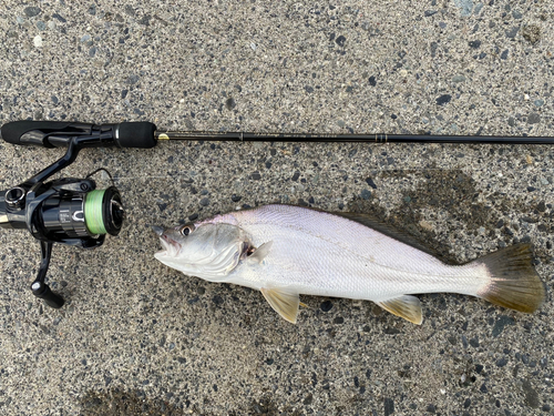 ニベの釣果