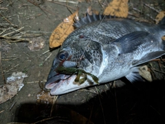 クロダイの釣果