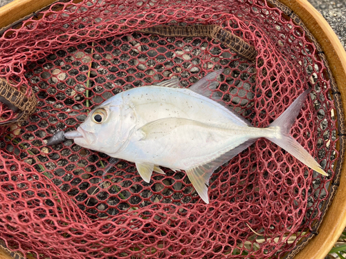 オニヒラアジの釣果