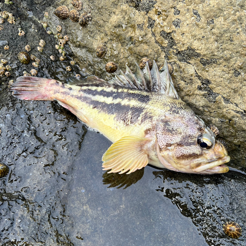 シマソイの釣果