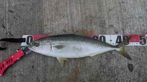 イナダの釣果