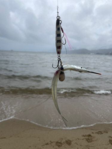 サヨリの釣果