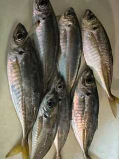 釣果