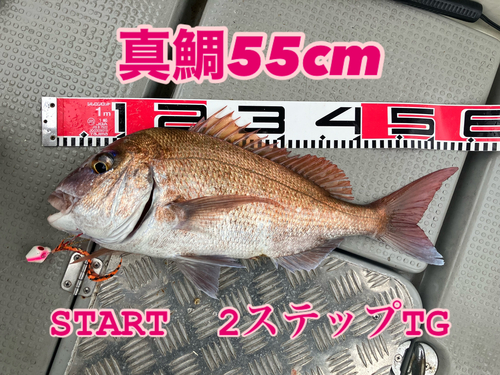 マダイの釣果