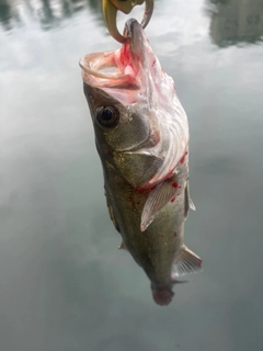 セイゴ（マルスズキ）の釣果