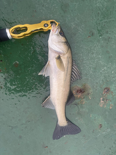 フッコ（マルスズキ）の釣果