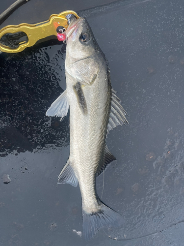 フッコ（マルスズキ）の釣果