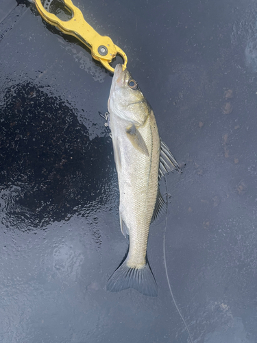 セイゴ（マルスズキ）の釣果