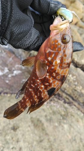 釣果