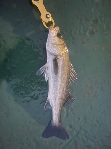 フッコ（マルスズキ）の釣果