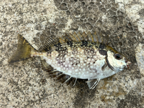 アイゴの釣果