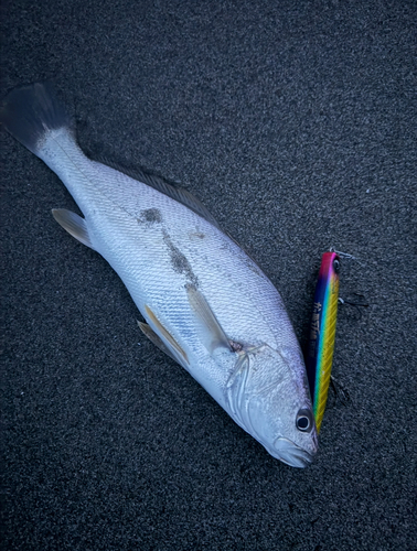 オオニベの釣果