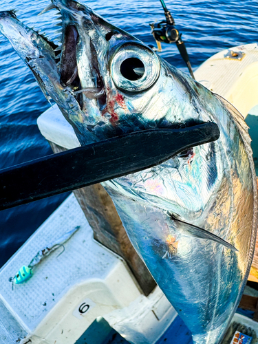 タチウオの釣果