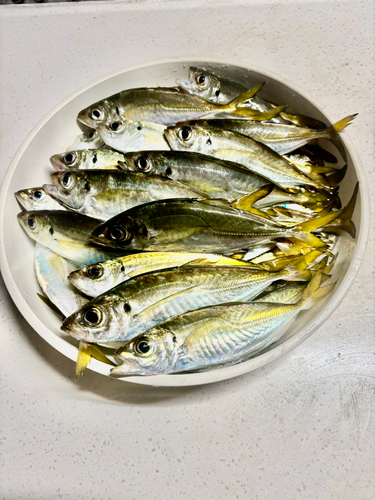 アジの釣果