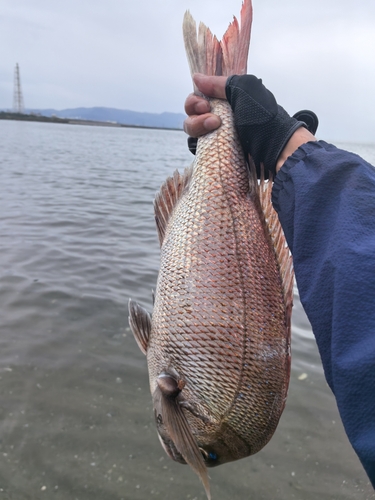 タイの釣果